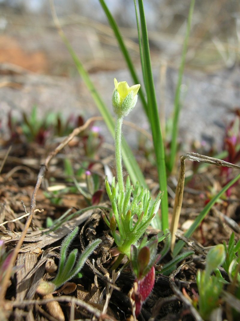 Curveseed Butterwort