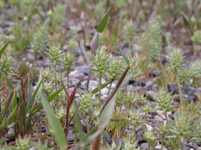 Curveseed Butterwort photo 3
