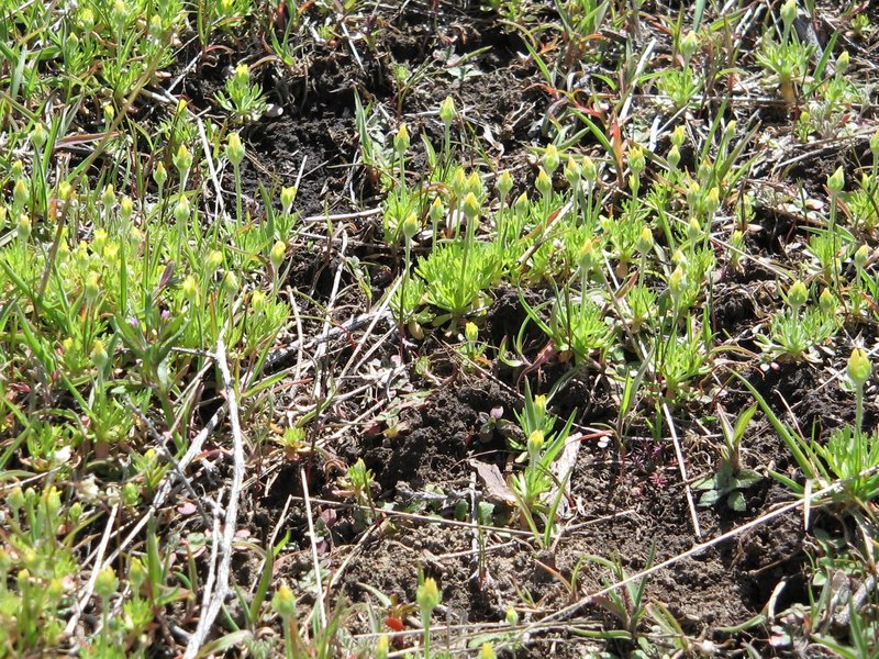 Curveseed Butterwort photo 4