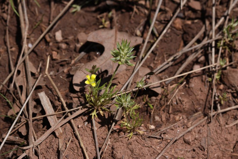 Curveseed Butterwort photo 5