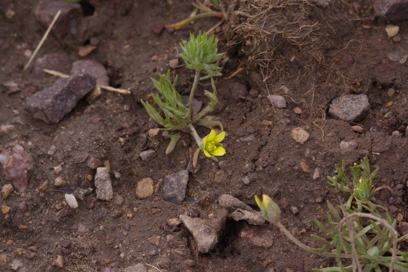 Curveseed Butterwort photo 6