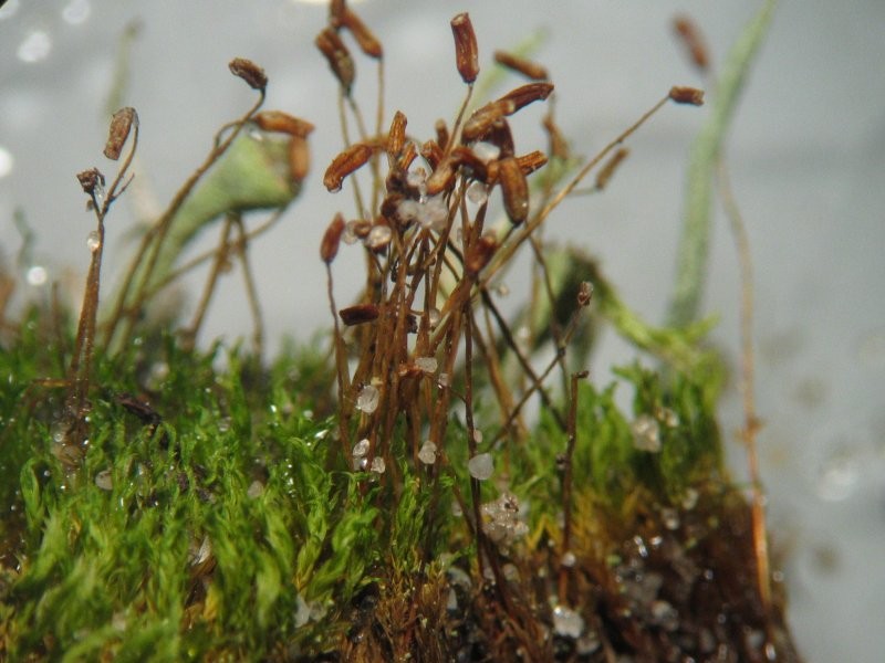 Ceratodon Moss