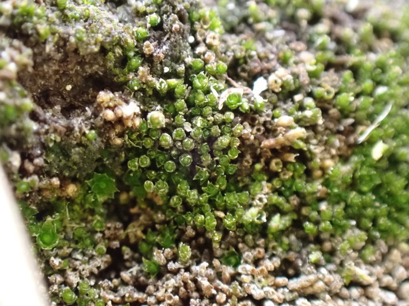 Ceratodon Moss