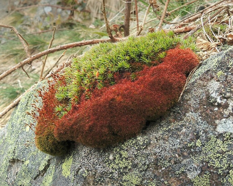 Ceratodon Moss photo 2