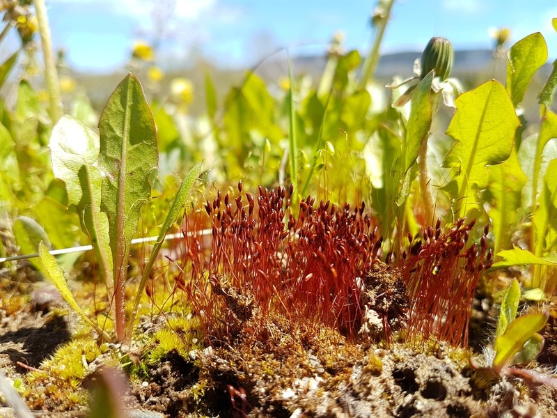 Ceratodon Moss photo 3