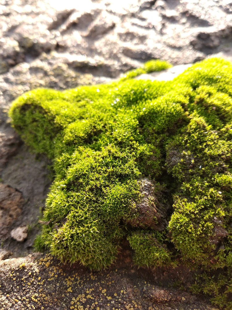 Ceratodon Moss photo 4