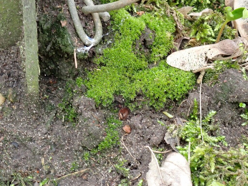 Ceratodon Moss photo 5