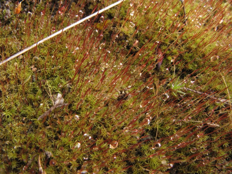Ceratodon Moss photo 6