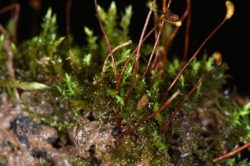 Ceratodon Moss photo 7