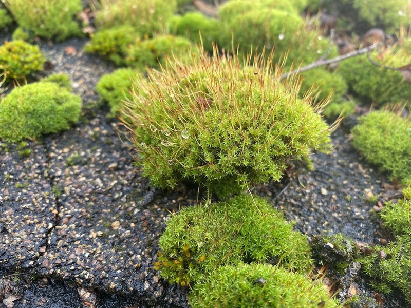 Ceratodon Moss photo 8