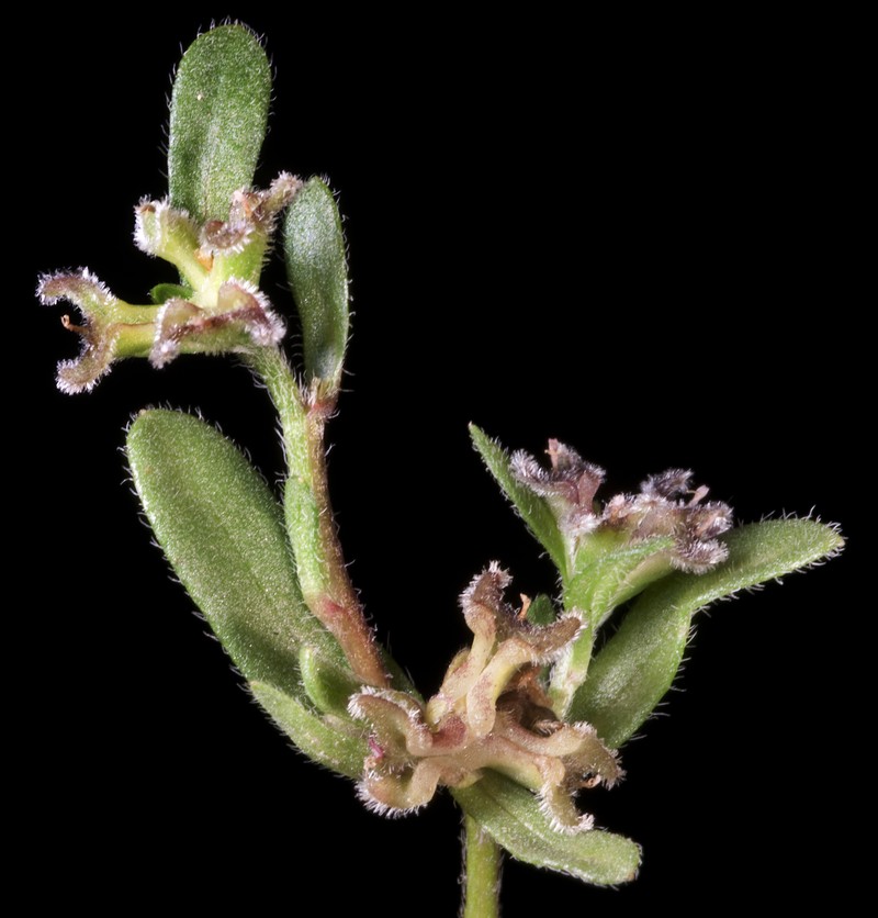 Ceratogyne obionoides