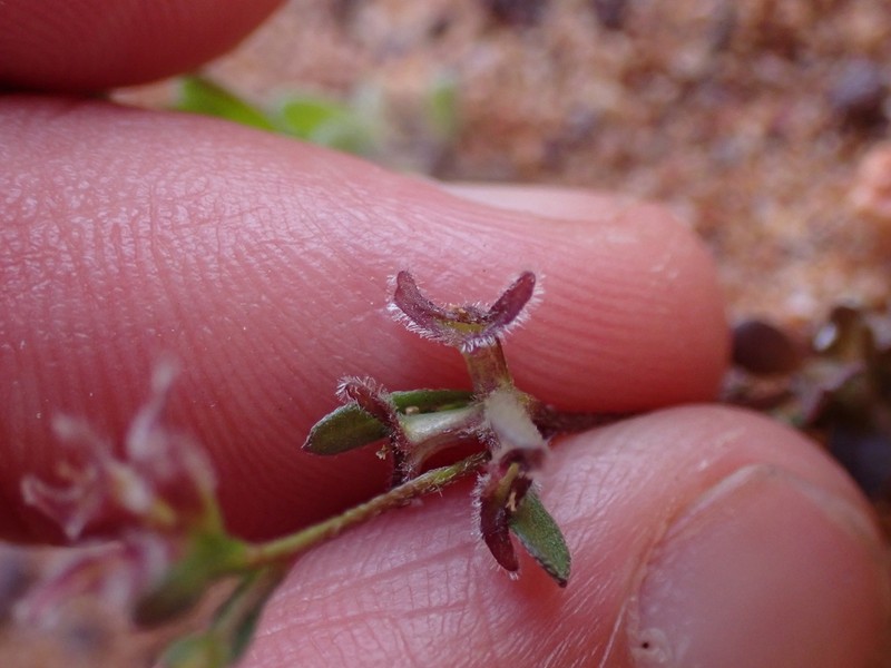 Ceratogyne obionoides photo 2