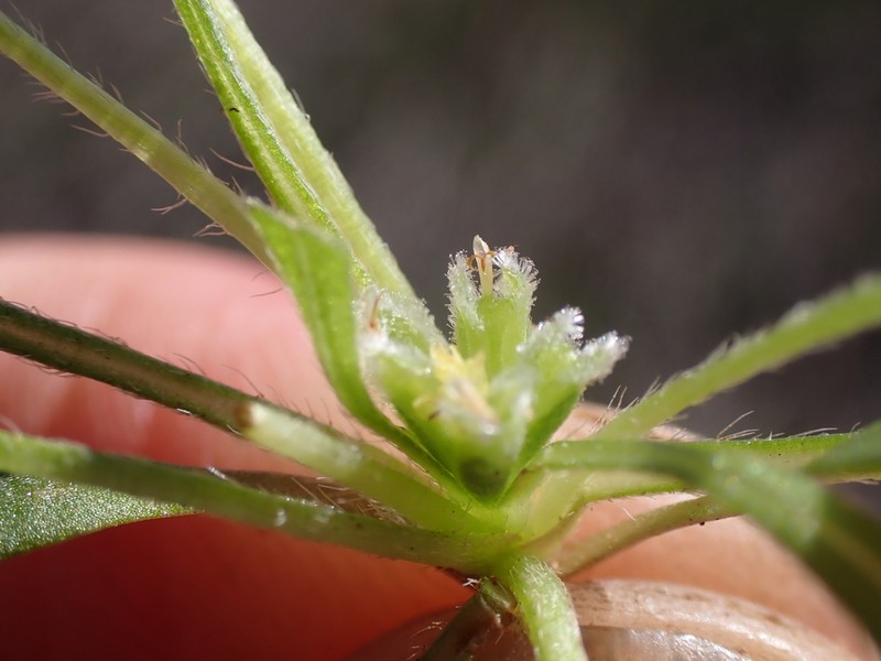 Ceratogyne obionoides photo 3