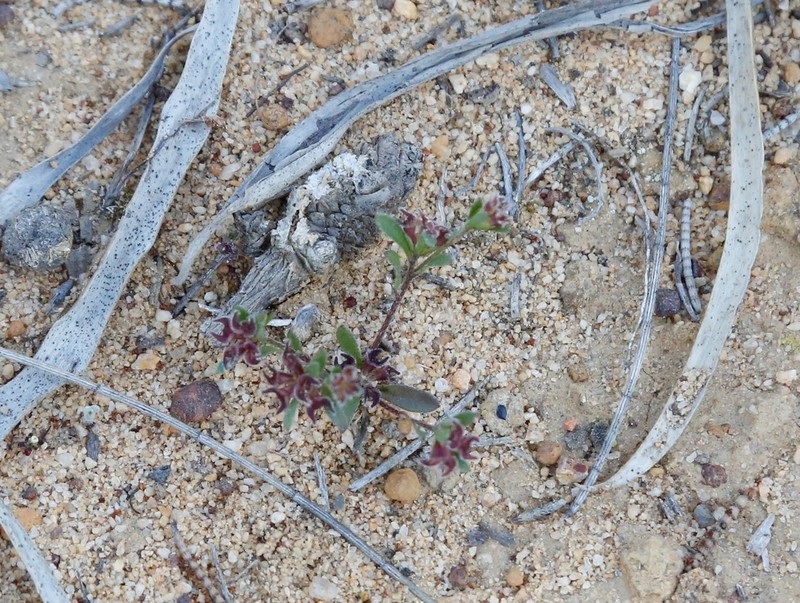 Ceratogyne obionoides photo 4
