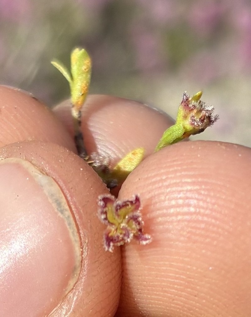 Ceratogyne obionoides photo 5