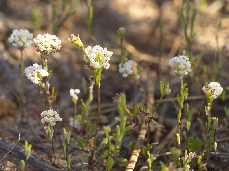 Ceratogyne obionoides photo 6