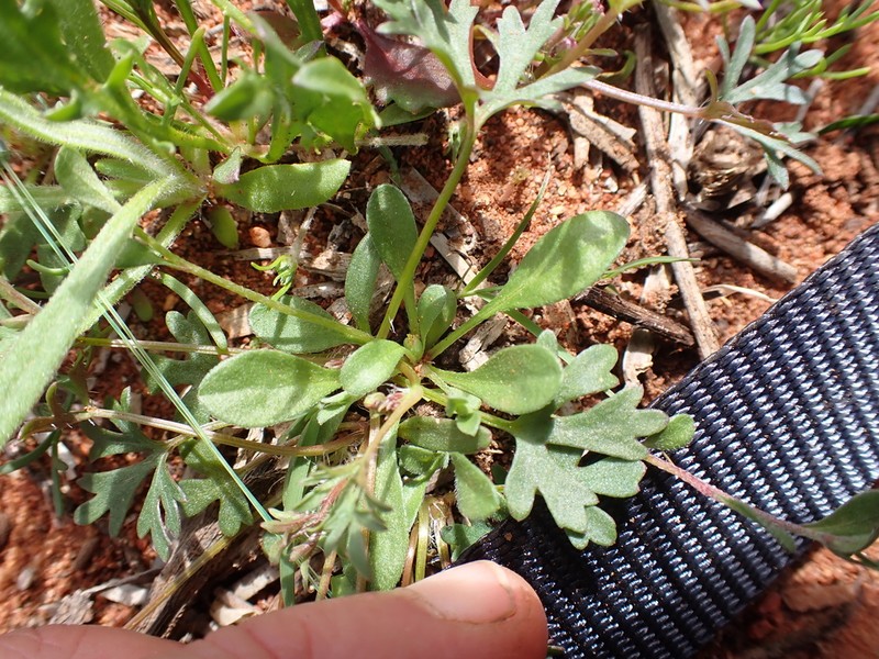 Ceratogyne obionoides photo 7