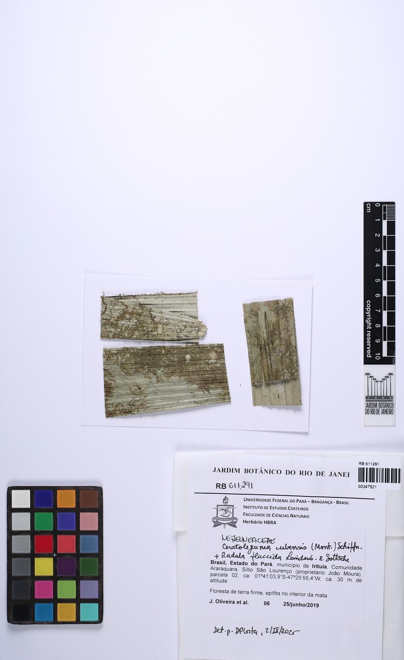 Ceratolejeunea cubensis