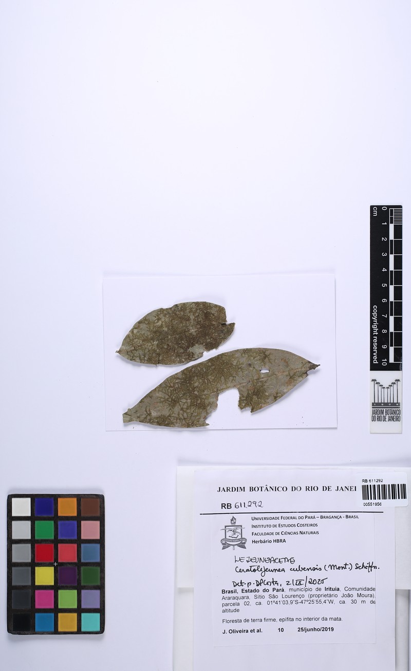 Ceratolejeunea cubensis photo 2