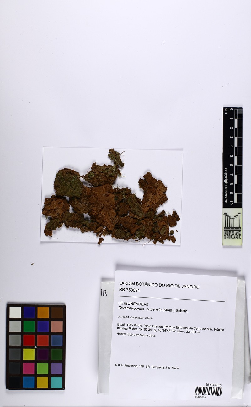Ceratolejeunea cubensis photo 3