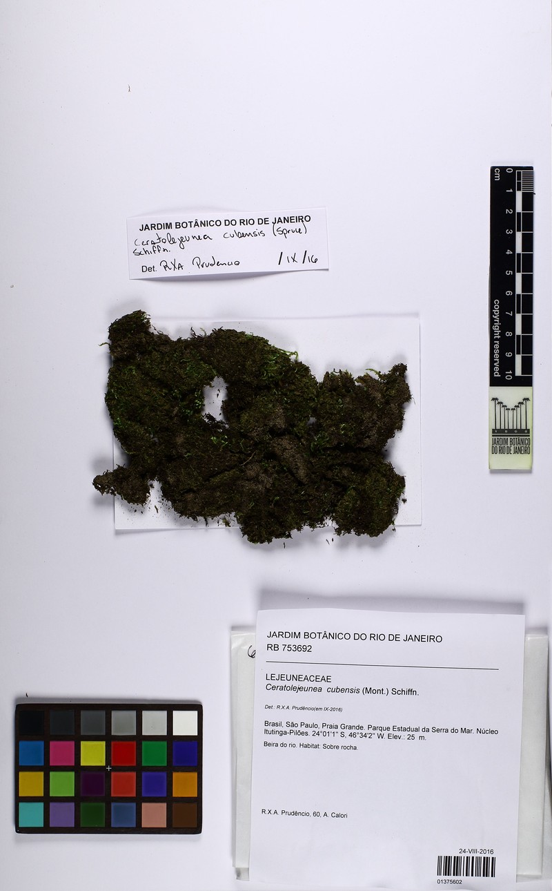 Ceratolejeunea cubensis photo 4