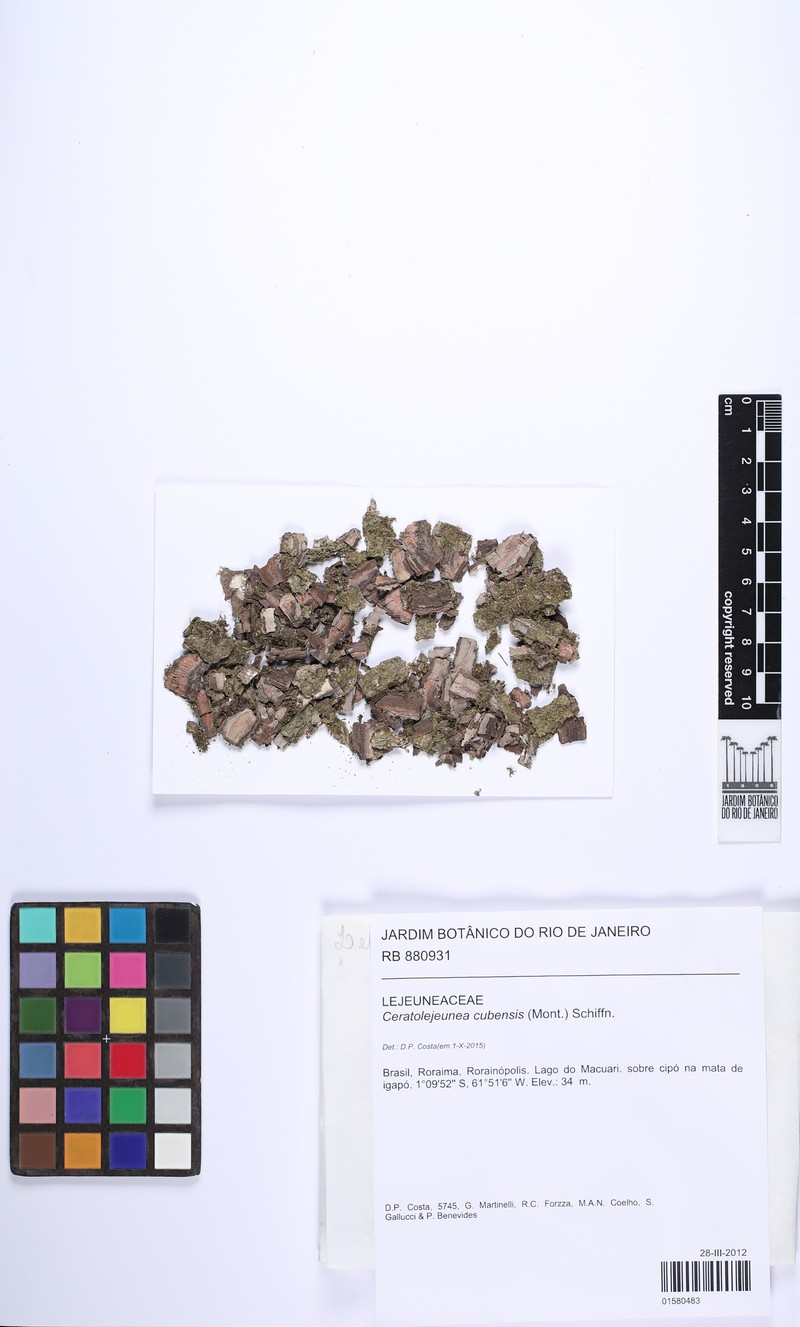 Ceratolejeunea cubensis photo 5