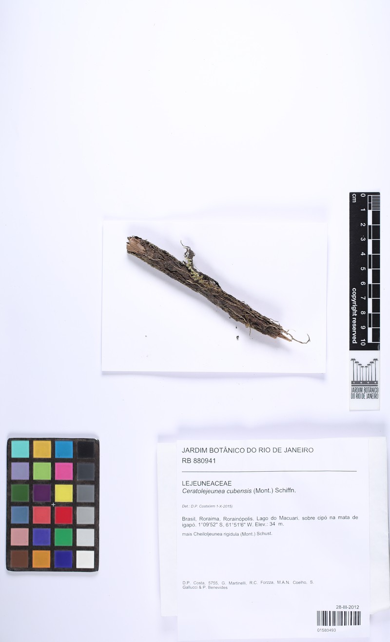 Ceratolejeunea cubensis photo 6