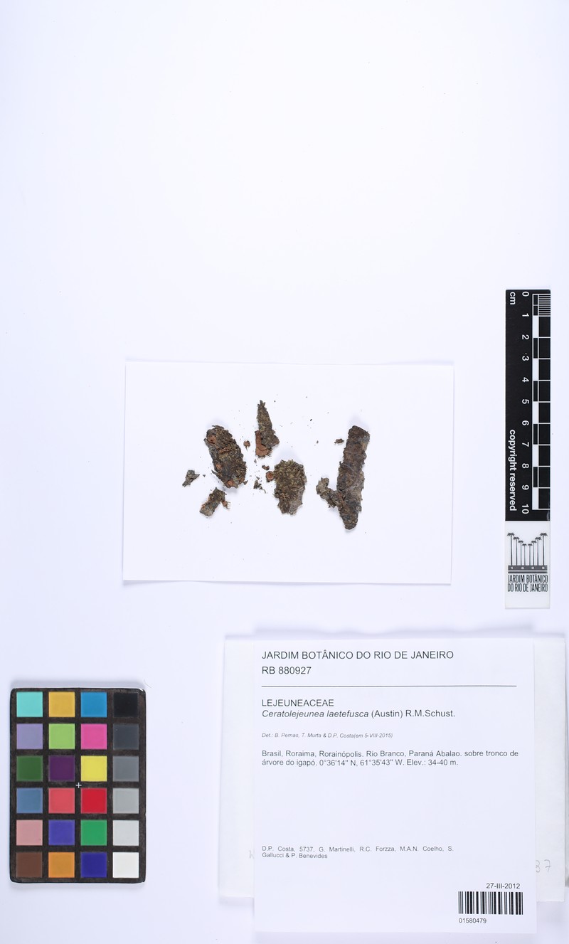 Ceratolejeunea laetefusca