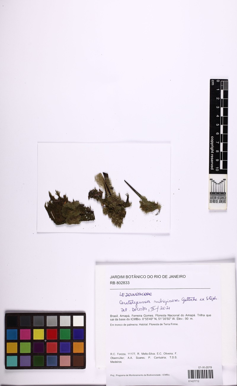 Ceratolejeunea rubiginosa
