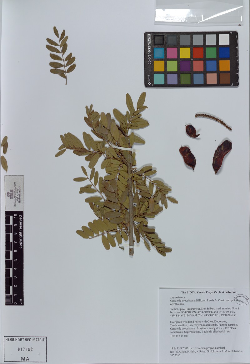 Ceratonia oreothauma subsp. oreothauma