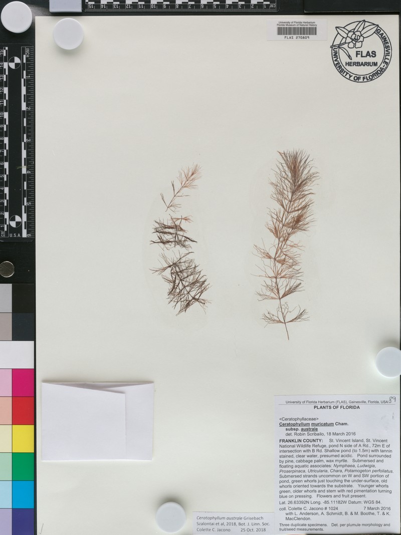 Ceratophyllum australe