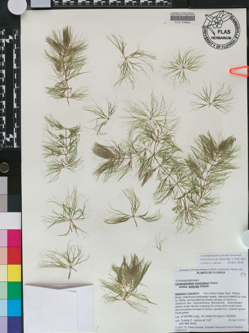 Ceratophyllum australe photo 2