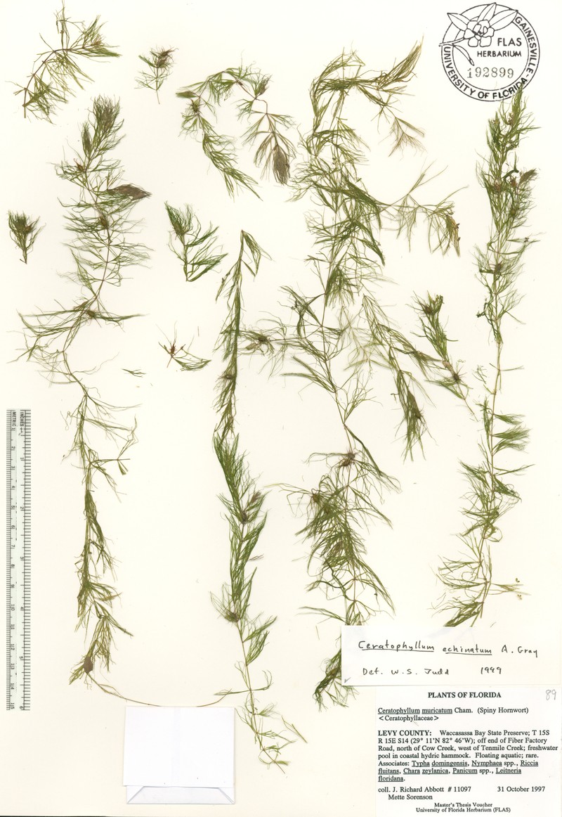 Ceratophyllum australe photo 3