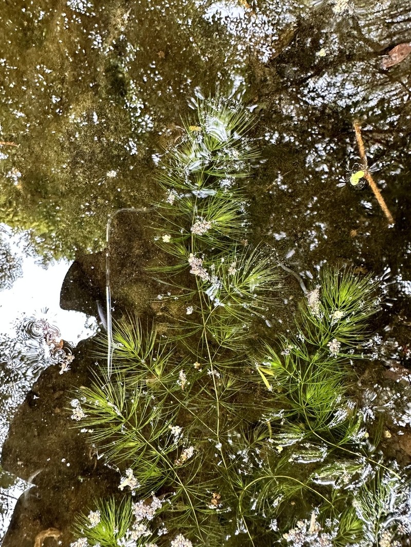 Coon's Tail photo 8