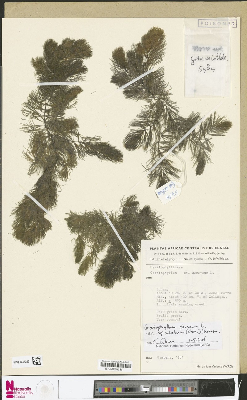 Ceratophyllum demersum var. apiculatum