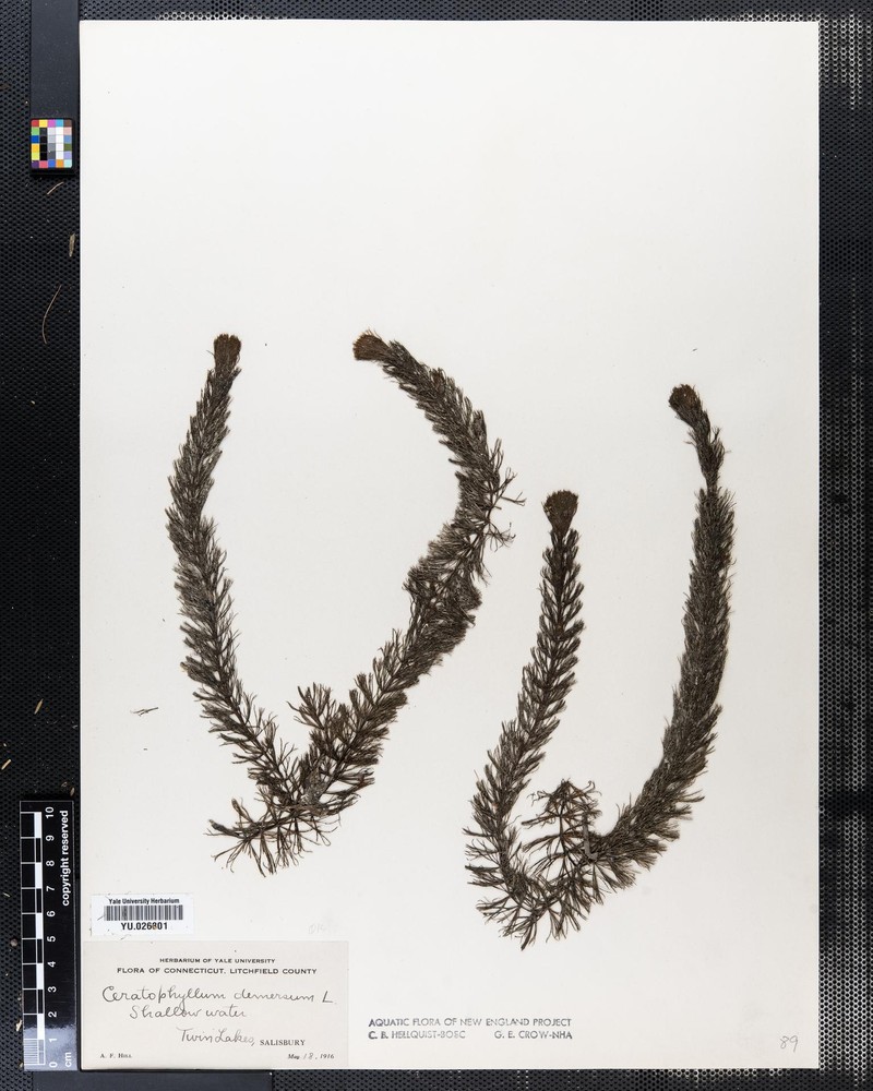 Ceratophyllum demersum var. apiculatum photo 2