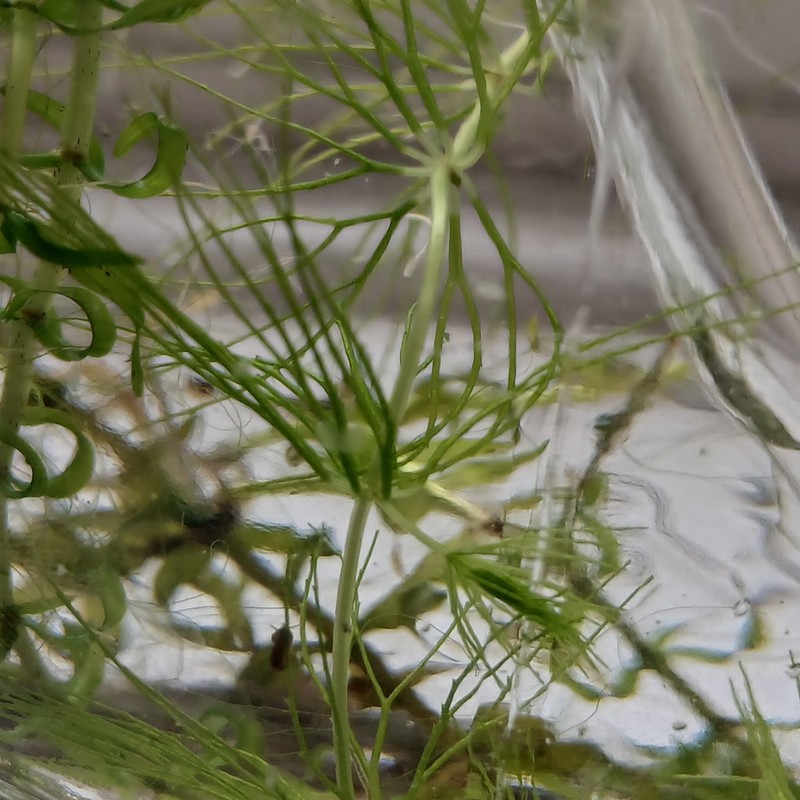 Ceratophyllum demersum var. demersum