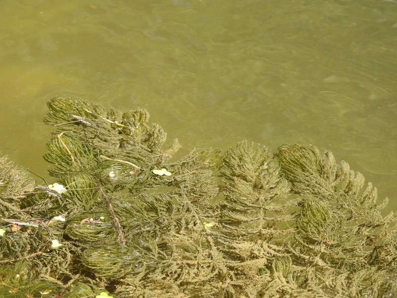 Ceratophyllum demersum var. demersum photo 2