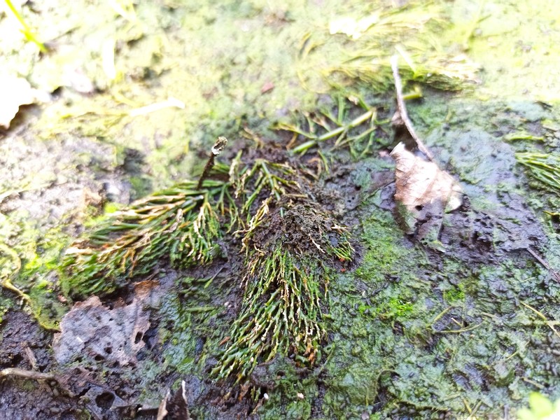 Ceratophyllum demersum var. demersum photo 3