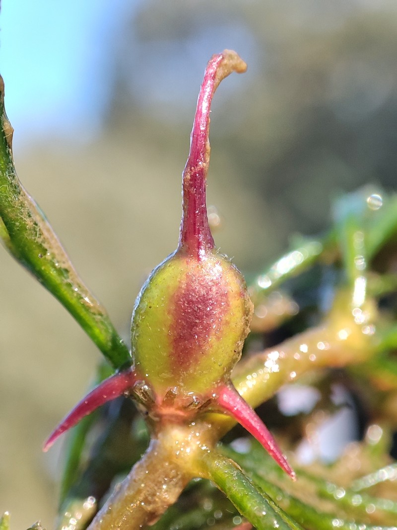 Ceratophyllum demersum var. demersum photo 4