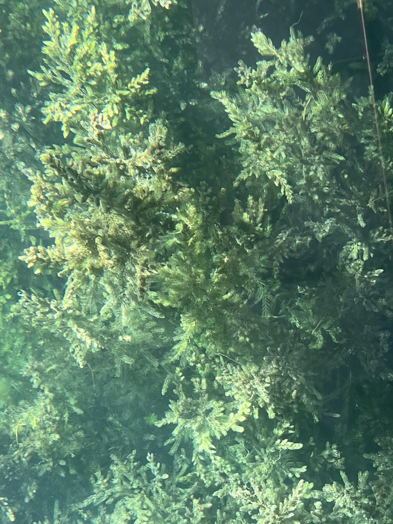 Ceratophyllum demersum var. demersum photo 5