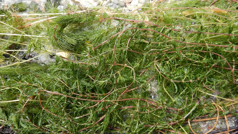 Ceratophyllum demersum var. demersum photo 6