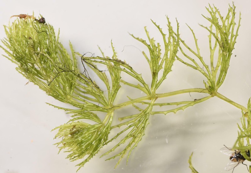 Ceratophyllum demersum var. demersum photo 7