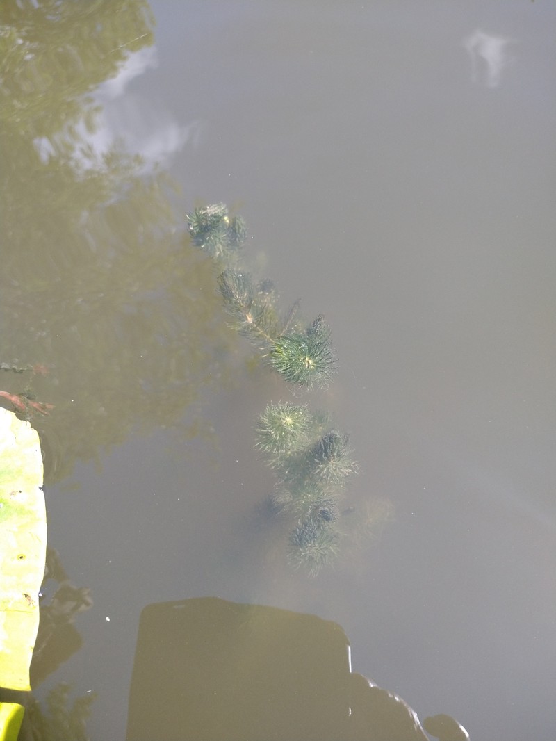 Ceratophyllum demersum var. demersum photo 8