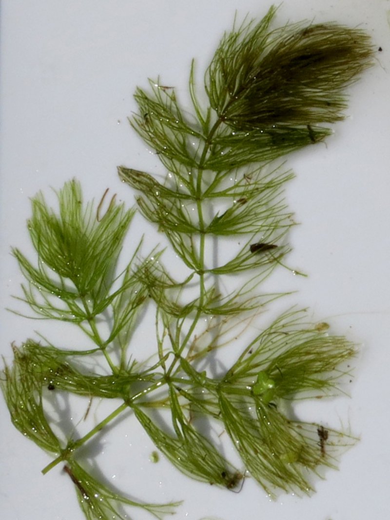 Spineless Hornwort