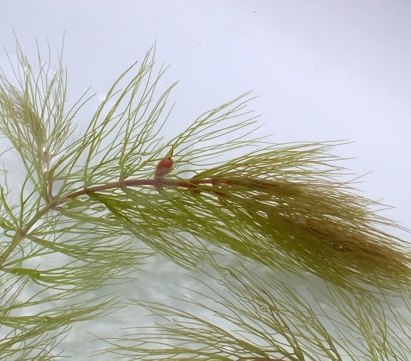Spineless Hornwort