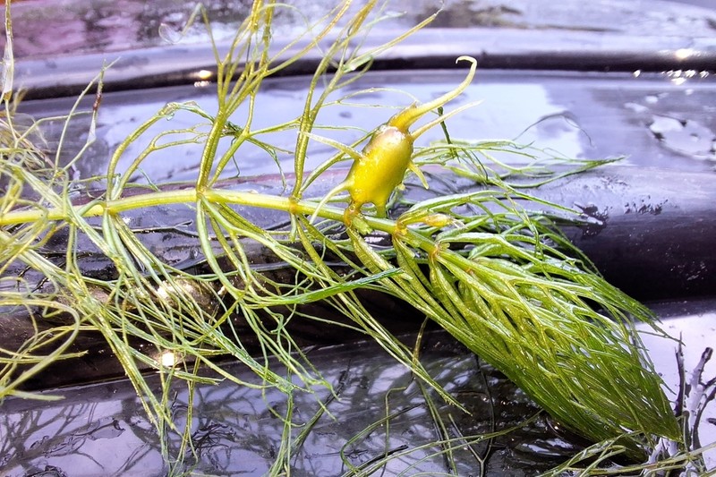 Spineless Hornwort photo 2