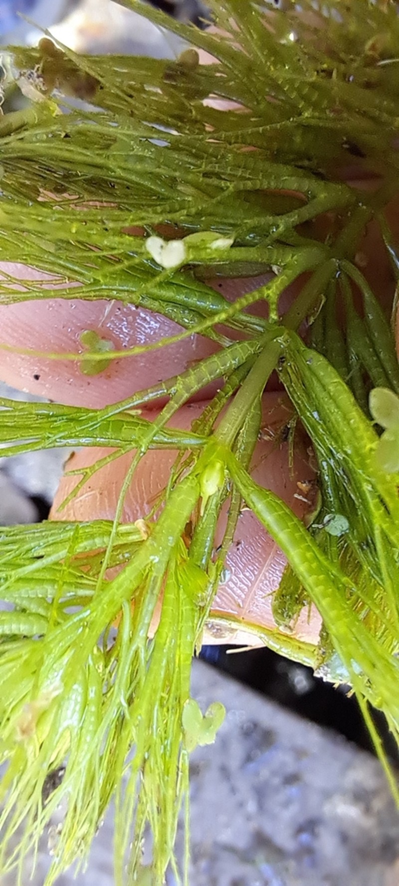Spineless Hornwort photo 3