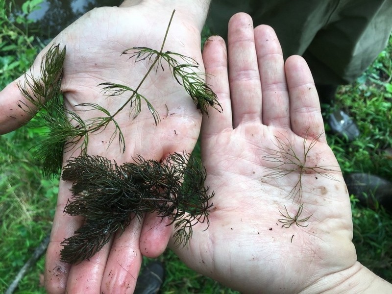 Spineless Hornwort photo 5