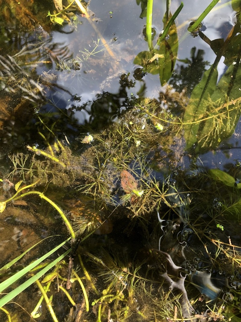 Spineless Hornwort photo 6